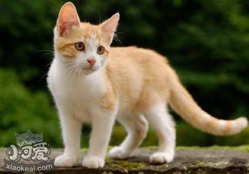 土耳其梵貓怎么洗澡 土耳其梵貓洗澡步驟