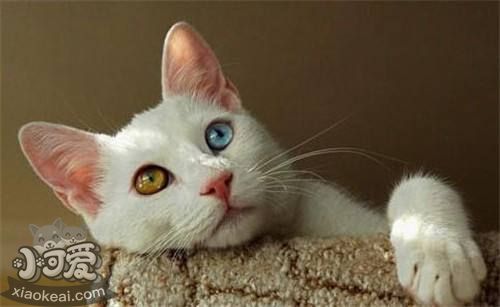 土耳其梵貓性格怎么樣 土耳其梵貓性格介紹