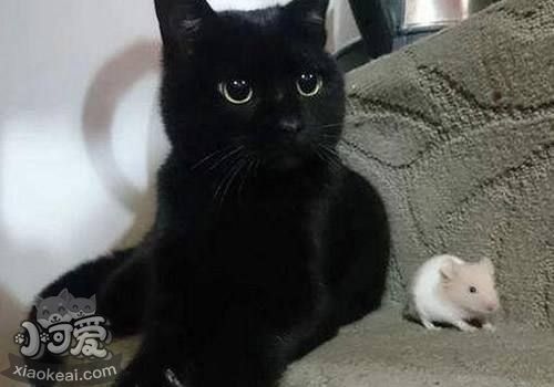 孟買貓好養嗎 孟買貓飼養心得介紹