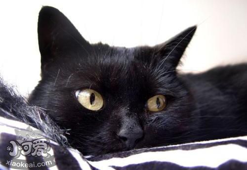 孟買貓吃什么水果 孟買貓水果食用推薦