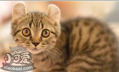 美國卷耳貓能吃奶油嗎 美國卷耳貓飲食介紹