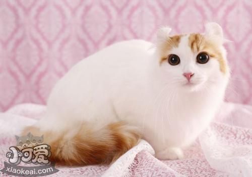 美國(guó)卷耳貓幼貓吃什么 定時(shí)定量喂食幼貓