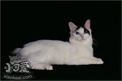 日本短尾貓怎么養 日本短尾貓飼養方法