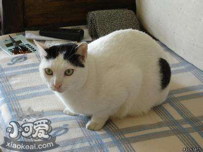 日本短尾貓吃什么 日本短尾貓喂食要求