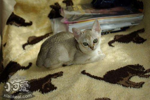 新加坡貓不能吃什么 新加坡貓禁忌食物介紹