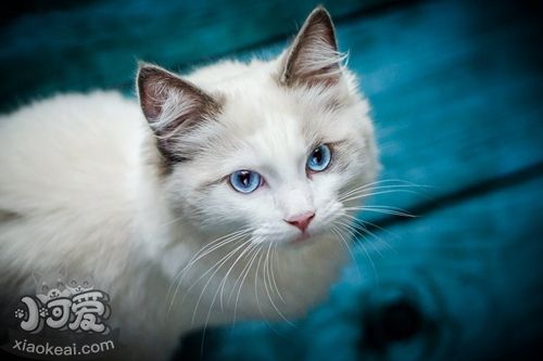 波米拉貓性格怎么樣 波米拉貓性格介紹