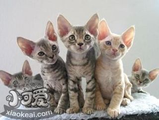 德文卷毛貓養護注意什么 德文卷毛貓養護注意事項