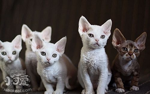 德文卷毛貓性格如何 德文卷毛貓性格詳細介紹