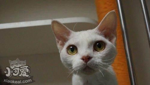 德文卷毛貓能吃螃蟹嗎 盡量不要給貓吃海鮮