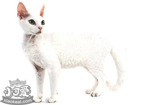 德文卷毛貓好養嗎 注意規律喂食