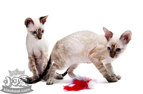 柯尼斯卷毛貓怎么養 柯尼斯卷毛貓養護知識