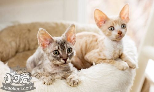 柯尼斯卷毛貓粘人嗎 柯尼斯卷毛貓習性介紹