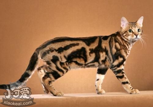 奧西貓毛發怎么護理 奧西貓毛發護理方法