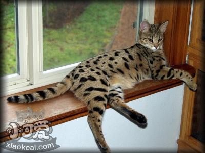 熱帶草原貓幼貓怎么養 幼貓飼養注意事項