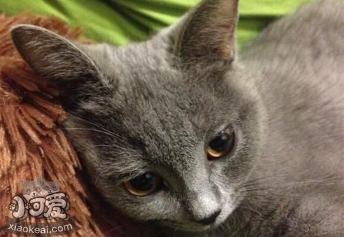 怎么給沙特爾貓清理耳垢 沙特爾貓耳垢清理辦法