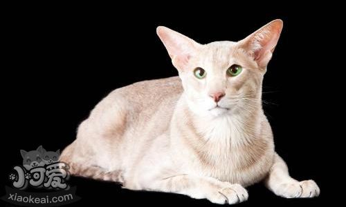 東方貓吃什么 東方貓喂食要求