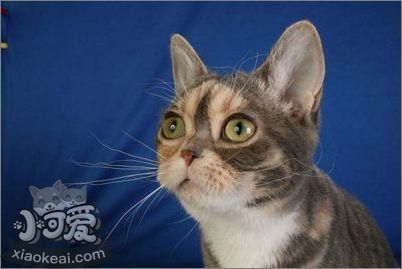 美國剛毛貓怎么養 美國剛毛貓飼養方法