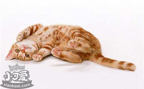 美國剛毛貓好養(yǎng)嗎 美國剛毛貓喂養(yǎng)手冊