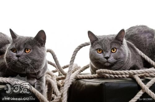 卡爾特貓性格怎么樣 卡爾特貓性格介紹