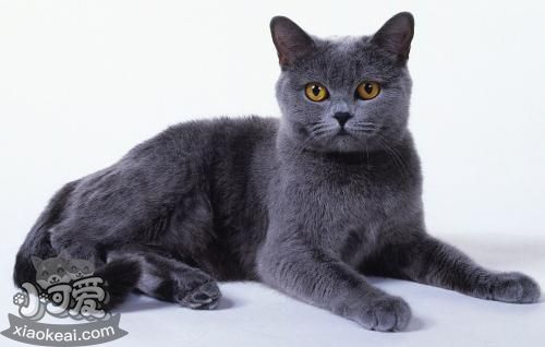 沙特爾貓怎么剪指甲 沙特爾貓剪指甲方法