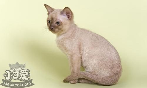 歐洲緬甸貓?jiān)趺葱拗讣?歐洲緬甸貓指甲修剪方法