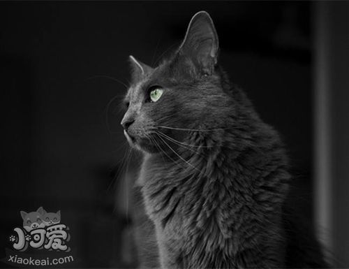 內華達貓怎么養 內華達貓飼養知識