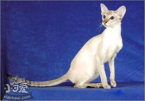 重點色短毛貓有什么性格特點 重點色短毛貓性格介紹