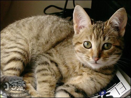 怎么給加州閃亮貓洗澡 加州閃亮貓洗澡方法