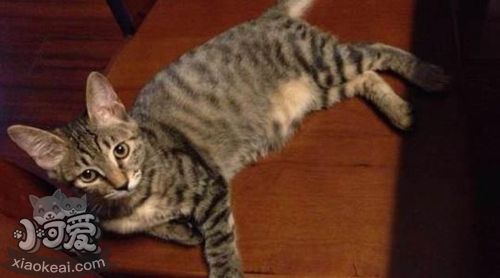 加州閃亮貓毛發(fā)怎么梳理 加州閃亮貓毛發(fā)梳理方法