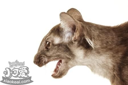 爪哇貓吃什么 爪哇貓喂養方法