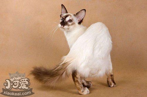 爪哇貓怎么剪指甲 爪哇貓剪指甲方法