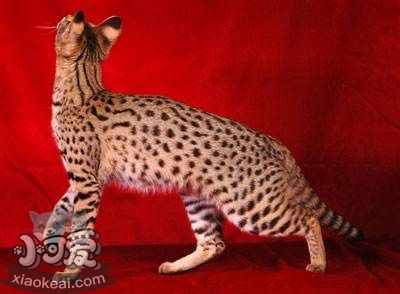 阿舍拉貓不能吃什么 阿舍拉貓飲食注意事項(xiàng)