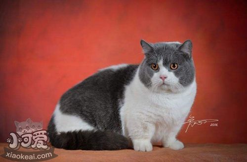 曼基康貓吃什么 曼基康貓喂養指南