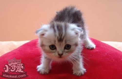 茶杯貓怎么梳毛 茶杯貓毛發梳理方法