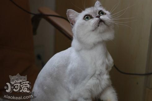 蒂凡尼貓喂什么 蒂凡尼貓喂養手冊