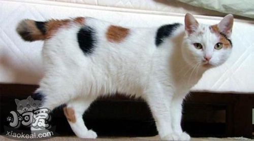 馬恩島貓?jiān)趺答B(yǎng) 馬恩島貓幼貓飼養(yǎng)方法