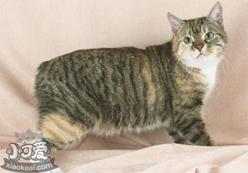 馬恩島貓?jiān)趺礈p肥 馬恩島貓減肥貓糧推薦