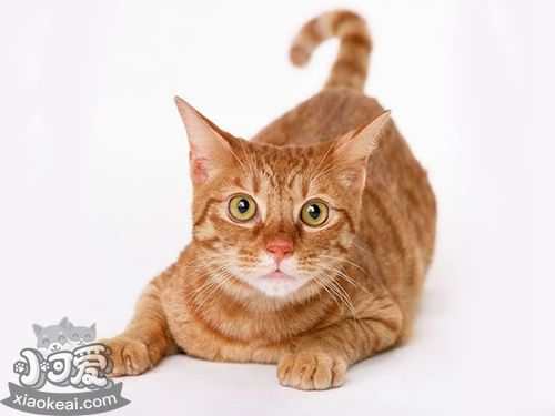 非洲獅子貓?jiān)趺答B(yǎng) 非洲獅子貓飼養(yǎng)手冊(cè)