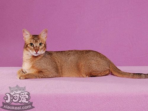 非洲獅子貓好養(yǎng)嗎 非洲獅子貓喂養(yǎng)計(jì)劃