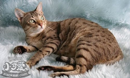 怎么改善澳大利亞霧貓毛質