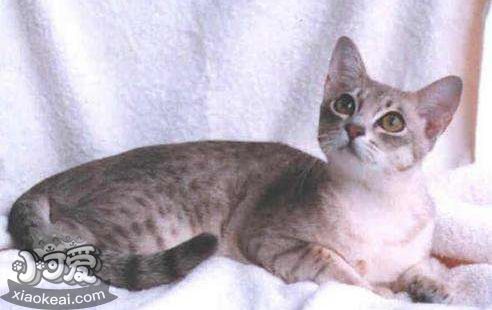 澳大利亞霧貓吃什么 澳大利亞霧貓喂養手冊