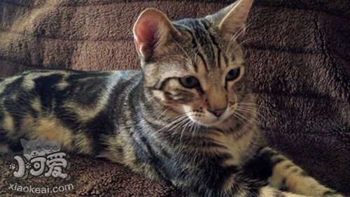 肯尼亞貓喂什么 肯尼亞貓喂食選擇