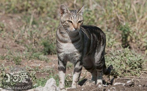 肯尼亞貓多久洗一次澡 肯尼亞貓洗澡方法