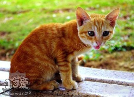 貓咪性格怎么判斷 根據貓咪毛色判斷性格1