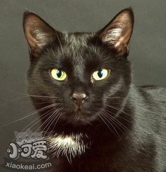 貓咪性格怎么判斷 根據貓咪毛色判斷性格3