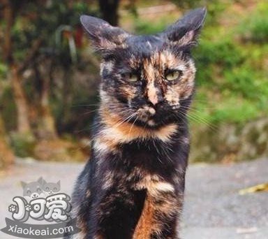 貓咪性格怎么判斷 根據貓咪毛色判斷性格5