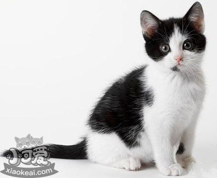 貓咪性格怎么判斷 根據貓咪毛色判斷性格7