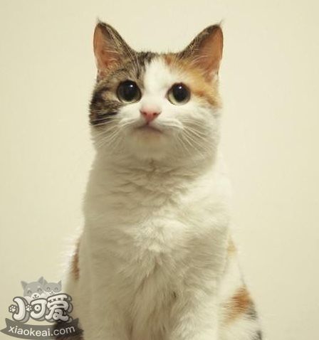 貓咪性格怎么判斷 根據貓咪毛色判斷性格6