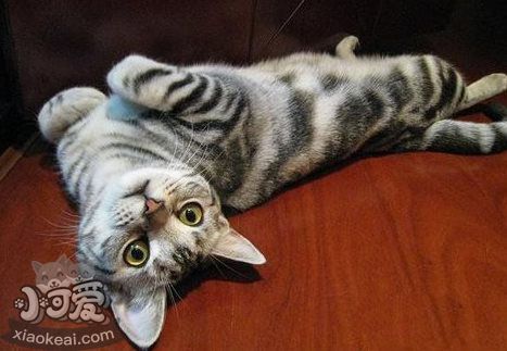 貓咪性格怎么判斷 根據貓咪毛色判斷性格4