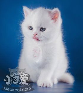 貓咪性格怎么判斷 根據貓咪毛色判斷性格2